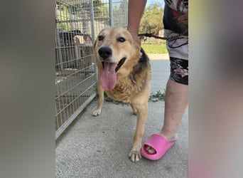 Jago - Glück auf 3 Beinen