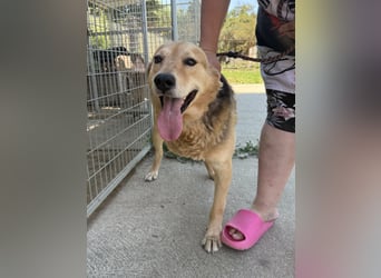 Jago - toller Kerl auf drei Beinen