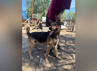 Jankó sucht das Abenteuer