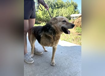 Jago - Pures Glück auf 3 Beinen