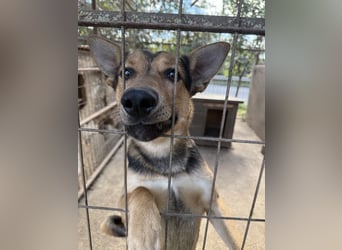 Jankó - treue Seele sucht warmes Zuhause!