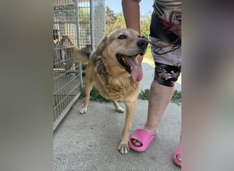 Jago sucht seine Herzensmenschen