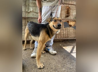 Jankó sucht das Abenteuer