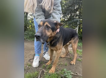 Rexi wartet auf ein Leben voller Liebe