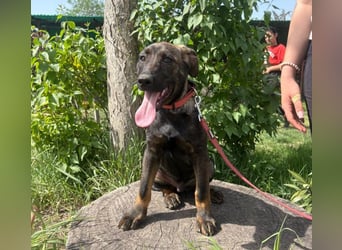 Valentino  sucht Liebe und Geborgenheit