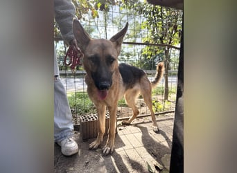 Missy - Wunderschöne Hündin zum verlieben