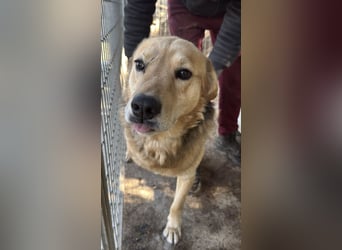 Jago sucht seine Herzensmenschen