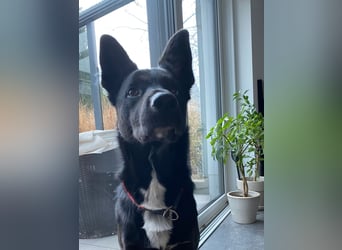 COOPER ❤️ sensibler Schäferhund, Pflegefamilie Köln