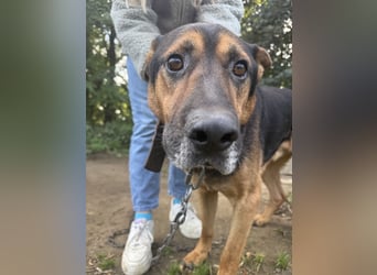 Rexi wartet auf ein Leben voller Liebe