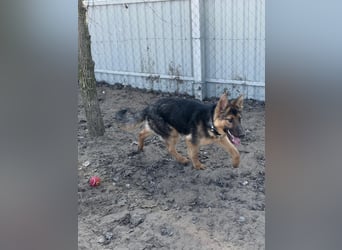 Blanka sucht ein Herz, das bleibt