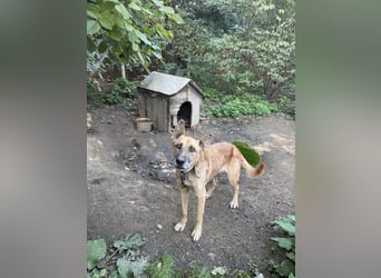 Füles sucht einen Wegbegleiter