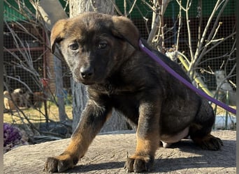 Valentino  sucht Liebe und Geborgenheit