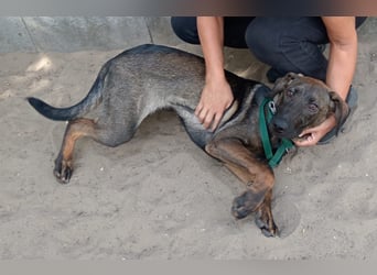 Valentino  sucht Liebe und Geborgenheit