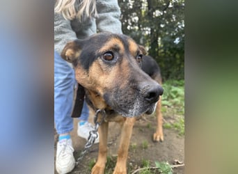 Rexi wartet auf ein Leben voller Liebe