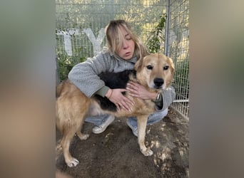 Jago - toller Kerl auf drei Beinen