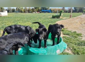 COOPER ❤️ sensibler Schäferhund, Pflegefamilie Köln