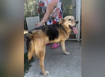 Jago - toller Kerl auf drei Beinen