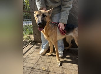 Missy - Wunderschöne Hündin zum verlieben!