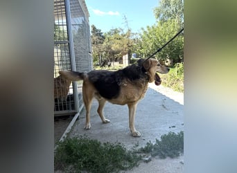 Jago sucht seine Herzensmenschen