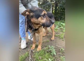 Rexi wartet auf ein Leben voller Liebe