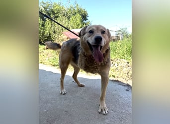 Jago sucht seine Herzensmenschen