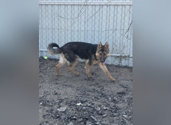 Blanka sucht ein Herz, das bleibt