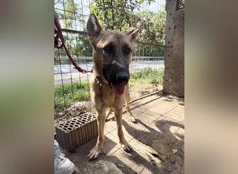 Missy Schäferhund fans aufgepasst !!!