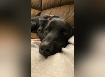 COOPER ❤️ sensibler Schäferhund, Pflegefamilie Köln