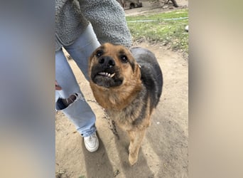 Berci - sympathischer Kerl sucht liebevolle Familie!!
