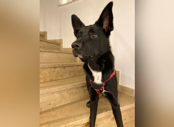 COOPER ❤️ sensibler Schäferhund, Pflegefamilie Köln