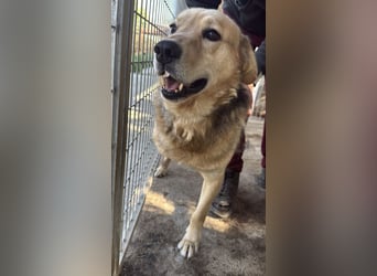 Jago - Glück auf 3 Beinen