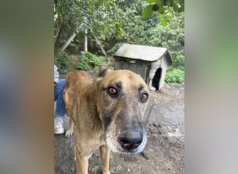 Füles möchte nicht länger warten