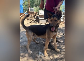 Jankó sucht das Abenteuer