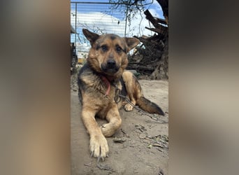 Berci hofft auf sein Wunder