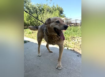 Jago - Glück auf 3 Beinen