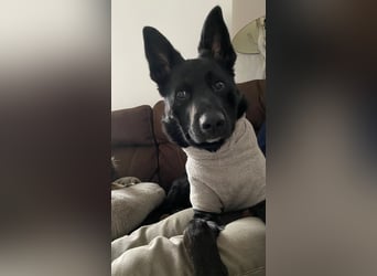 COOPER ❤️ sensibler Schäferhund, Pflegefamilie Köln