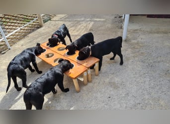 COOPER ❤️ sensibler Schäferhund, Pflegefamilie Köln