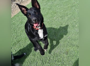 COOPER ❤️ sensibler Schäferhund, Pflegefamilie Köln