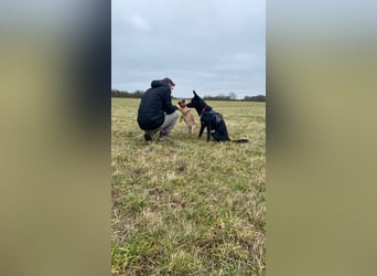 COOPER ❤️ sensibler Schäferhund, Pflegefamilie Köln