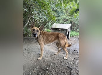 Füles - braucht dringend ein Zuhause!