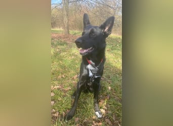 COOPER ❤️ sensibler Schäferhund, Pflegefamilie Köln