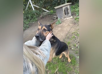 Rexi wartet auf ein Leben voller Liebe