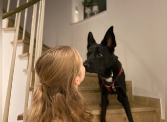 COOPER ❤️ sensibler Schäferhund, Pflegefamilie Köln