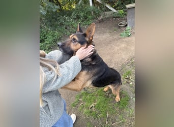 Rexi sucht ein Herz, das ihn liebt