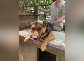 Jankó sucht das Abenteuer