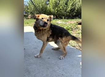 Jago sucht seine Herzensmenschen