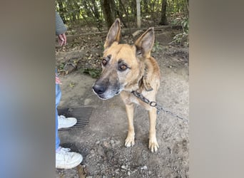 Füles sucht einen Wegbegleiter