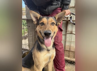 Jankó - treue Seele sucht warmes Zuhause!