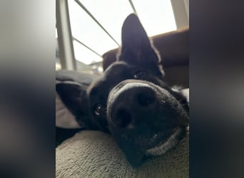 COOPER ❤️ sensibler Schäferhund, Pflegefamilie Köln