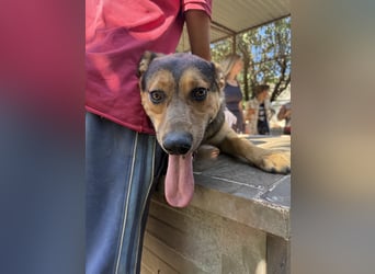 Jankó - treue Seele sucht warmes Zuhause!